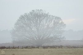 boom in de ochtend mist van cd_photography