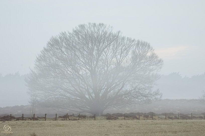 tree in the morning mist by cd_photography