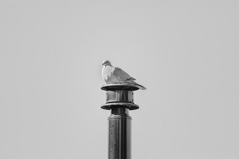 Rest on the Chimney by vincent janssen