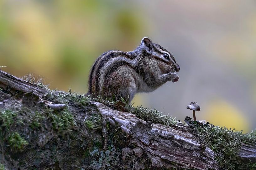 Photographie de la nature par Marieke Deinum