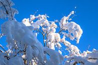 WINTERTIJD : WINTERTAKJE van Photoart-Naegele thumbnail