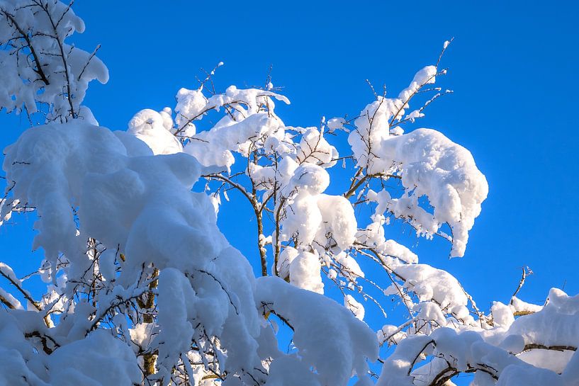 WINTERTIJD : WINTERTAKJE van Photoart-Naegele