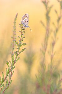 Heather blues on the moors in the early morning