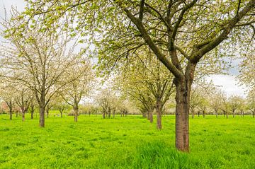 Bloeiende fruitbomen in de lente in Zuid-Limburg van Sjoerd van der Wal Fotografie