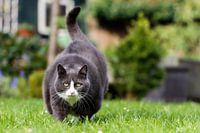 Dikke kat on the move