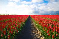 Rote Felder im Tulpenland. von Loris Photography Miniaturansicht