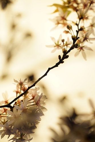 Cherry Blossom by Tina Hartung