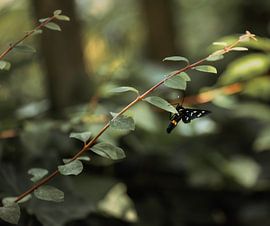 Pareltjes van de natuur van Mandy Aelen
