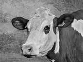 Portret koe in zwart-wit van Marjolein van Middelkoop thumbnail