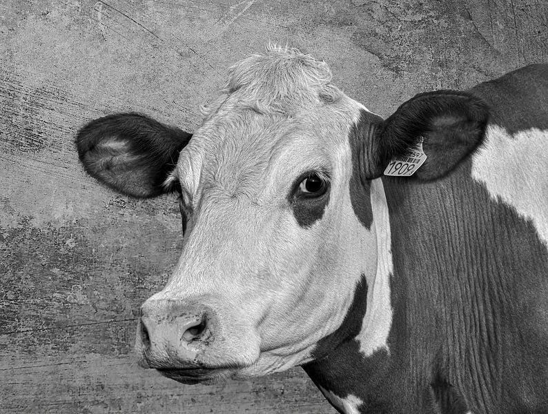 Portret koe in zwart-wit van Marjolein van Middelkoop