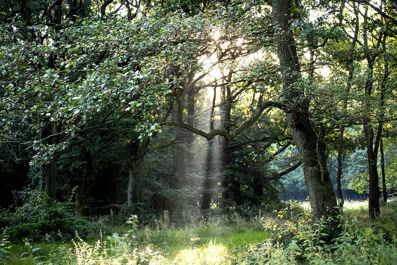 Ochtendlicht in bos by Mark Benthem