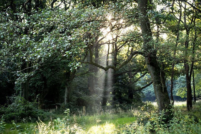 Ochtendlicht in bos von Mark Benthem