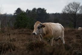 On the move by Tina Linssen