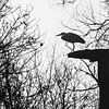 Reigersilhouet in de winter van Imladris Images