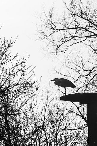 Grey Heron Silhouette in Winter