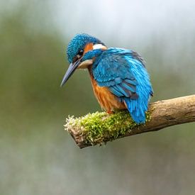Kingfisher on the lookout. by Harry Punter