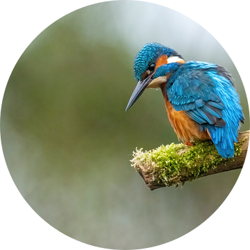 Ijsvogel op de uitkijk.