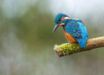Kingfisher on the lookout. by Harry Punter
