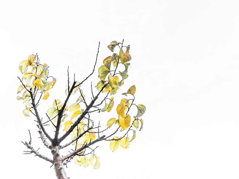 Transparence par Miriam Meijer, en pleine campagne.....