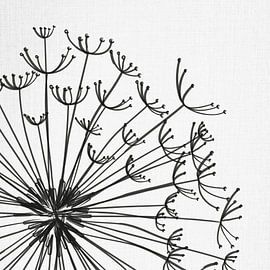 Dandelion, illustration, sketch, black and white by Color Square