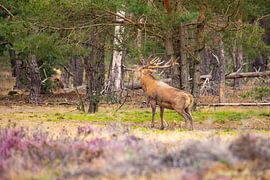 Cerfs rouges sur le Hoge Veluwe