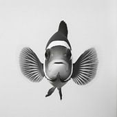 Clownfisch