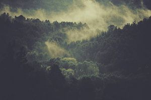 Forêt