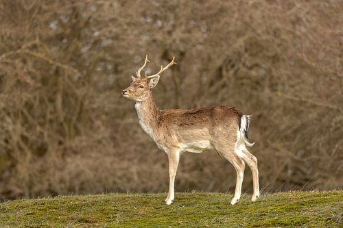 Wildlife in de Amsterdamse Waterleiding Duinen