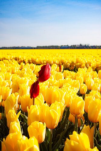 Rode tulp midden in een veld met gele tulpen
