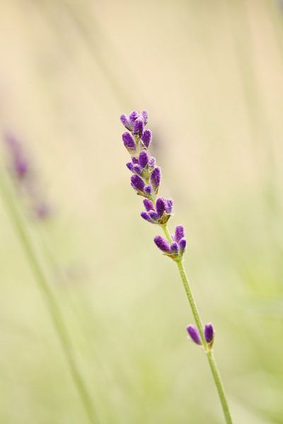 Lavendel van LHJB Photography