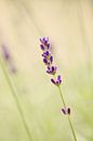 Lavendel van LHJB Photography thumbnail