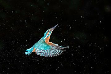 Kingfisher in space by Larissa Rand