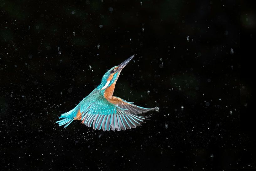 Eisvogel im Weltraum von Larissa Rand