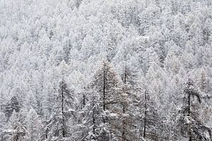 bomen in de sneeuw van Mark Thurman