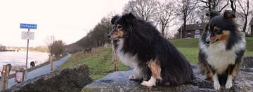 Foto twee honden van Go4animals