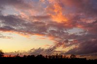 Geese fly home between evening red clouds