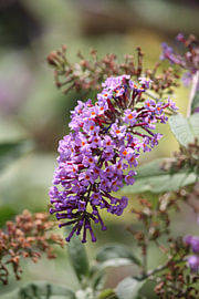 flora 1 von Jean Jacobs