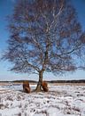 Zwei schottische Highlander im Winter von ChrisWillemsen Miniaturansicht