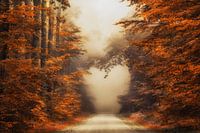 Fall in Love