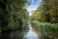 Autumn in the forest