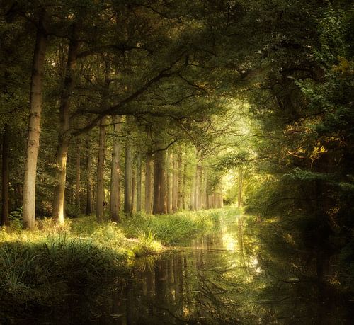 While You See A Chance