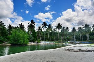 Zwischen Sand und tropischen Mangroven