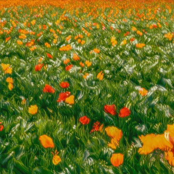Dancing tulips, square, abstract by Yanuschka | Fotografie Noordwijk