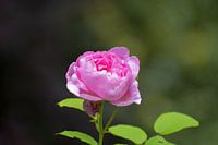 Brother Cadfael roos in de lente