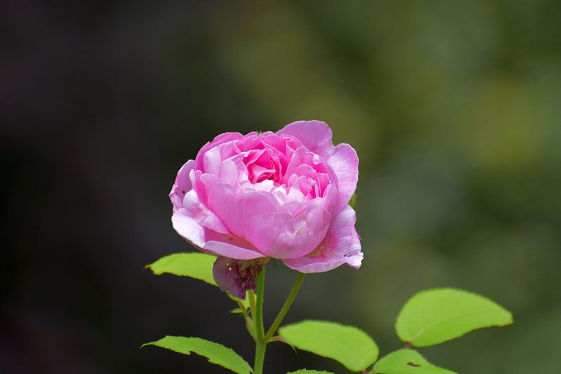 Brother Cadfael roos in de lente van Pieter JF Smit