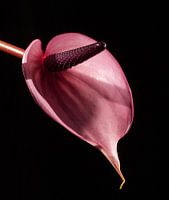 Anthurium