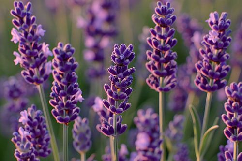 Zonovergoten lavendelveld in bloei