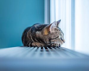 Entspannte Katze