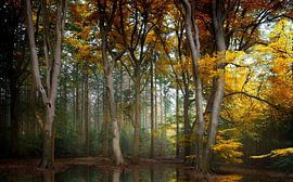 Farbenjagd (Niederländischer Herbstwald Garderen, Speulderbos) von Kees van Dongen