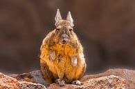 Portret van een Viscacha van Chris Stenger thumbnail